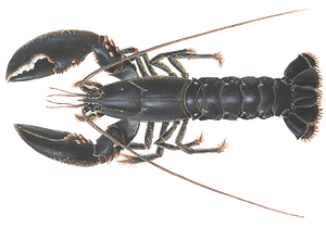 Last European Lobster caught