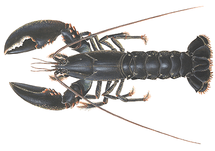 European Lobster