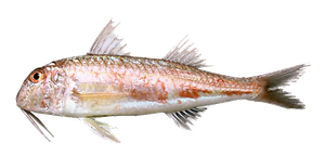 Best gear to fish Red Mullet
