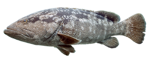 Species Card of Malabar Grouper