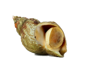 Species Card of Common Whelk