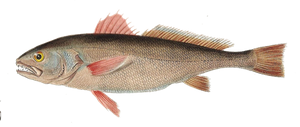 Last Meagre caught