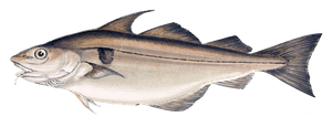 Best gear to fish Haddock