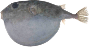 Best gear to fish Blunthead Puffer (Balloonfish)