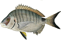 Last White Seabream caught