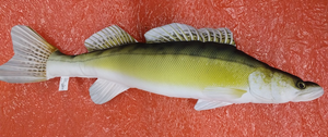 Species Card of 