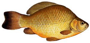 Species Card of Crucian Carp