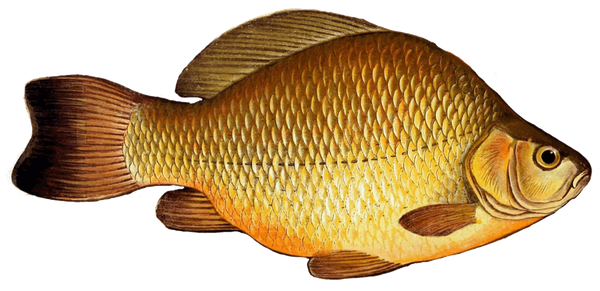 Crucian Carp