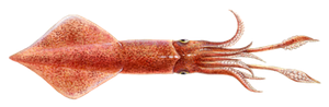 Species Card of European Squid
