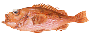 Redfish