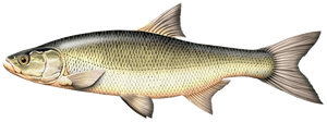 Species Card of Asp