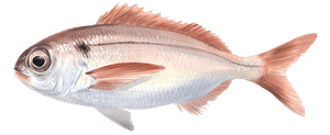 Last Blackspot Seabream caught