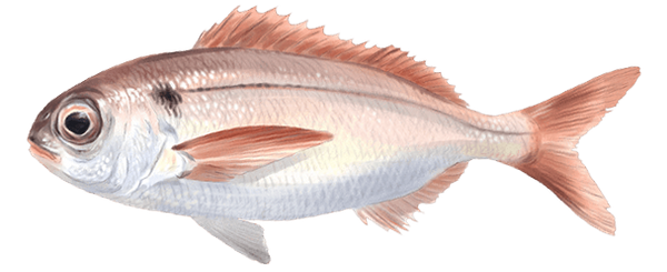 Blackspot Seabream