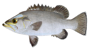 Wreckfish