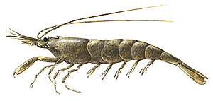 Last Brown Shrimp caught