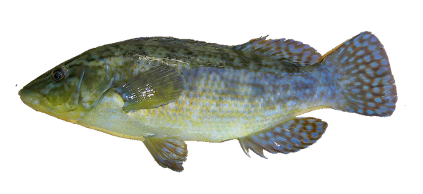 Ballan Wrasse