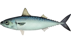 Chub Mackerel