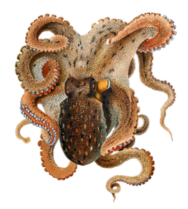 Best gear to fish Common Octopus
