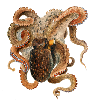 Common Octopus