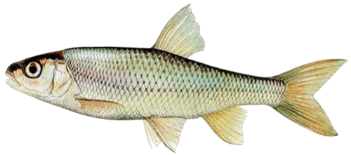 Common Dace