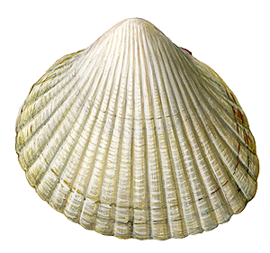 Common Cockle
