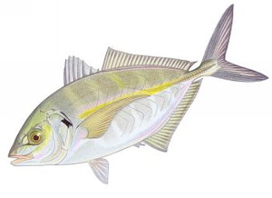 Last White Trevally (Silvery) caught