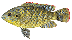 Last Tilapia caught