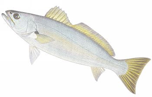 Species Card of Geelbeck Croaker