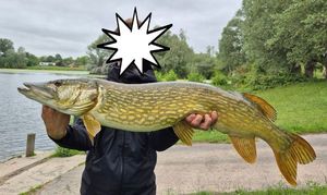 Northern Pike — Antoine Nord