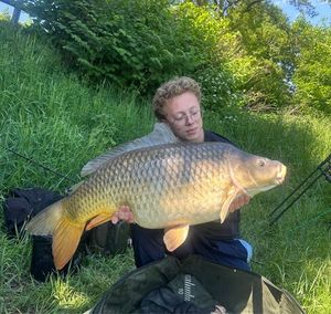 Common Carp — jolann .