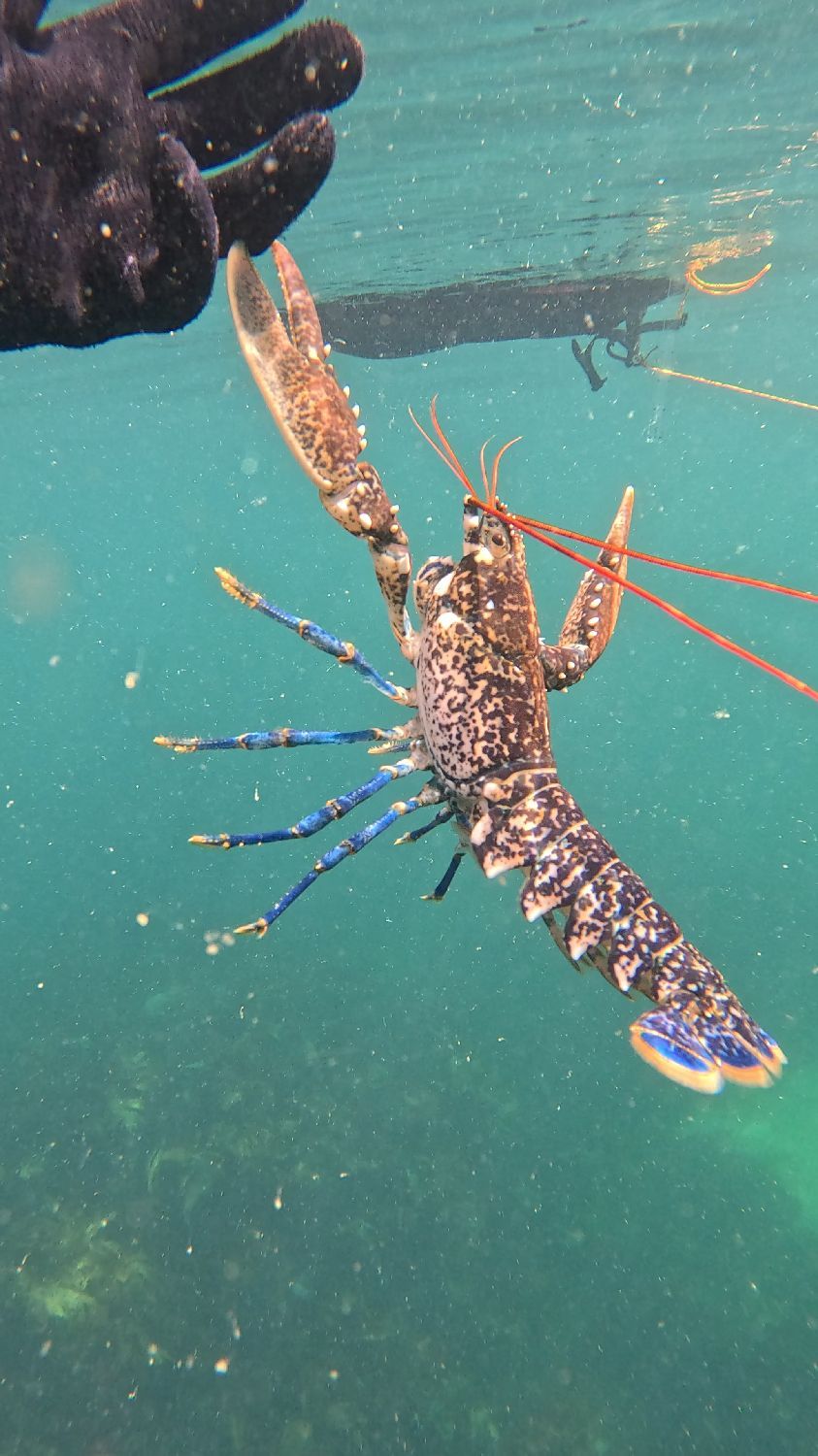 Last European Lobster caught