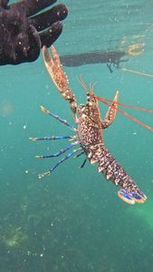 European Lobster — Timéo Rouinvy