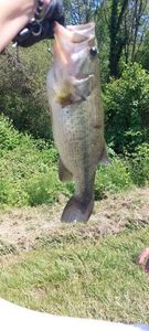Largemouth Bass — léo dv