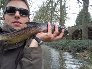 Brown Trout — Carna Sam