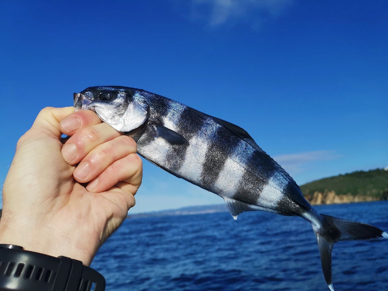 Species Card of Pilotfish, (Naucrates Ductor)