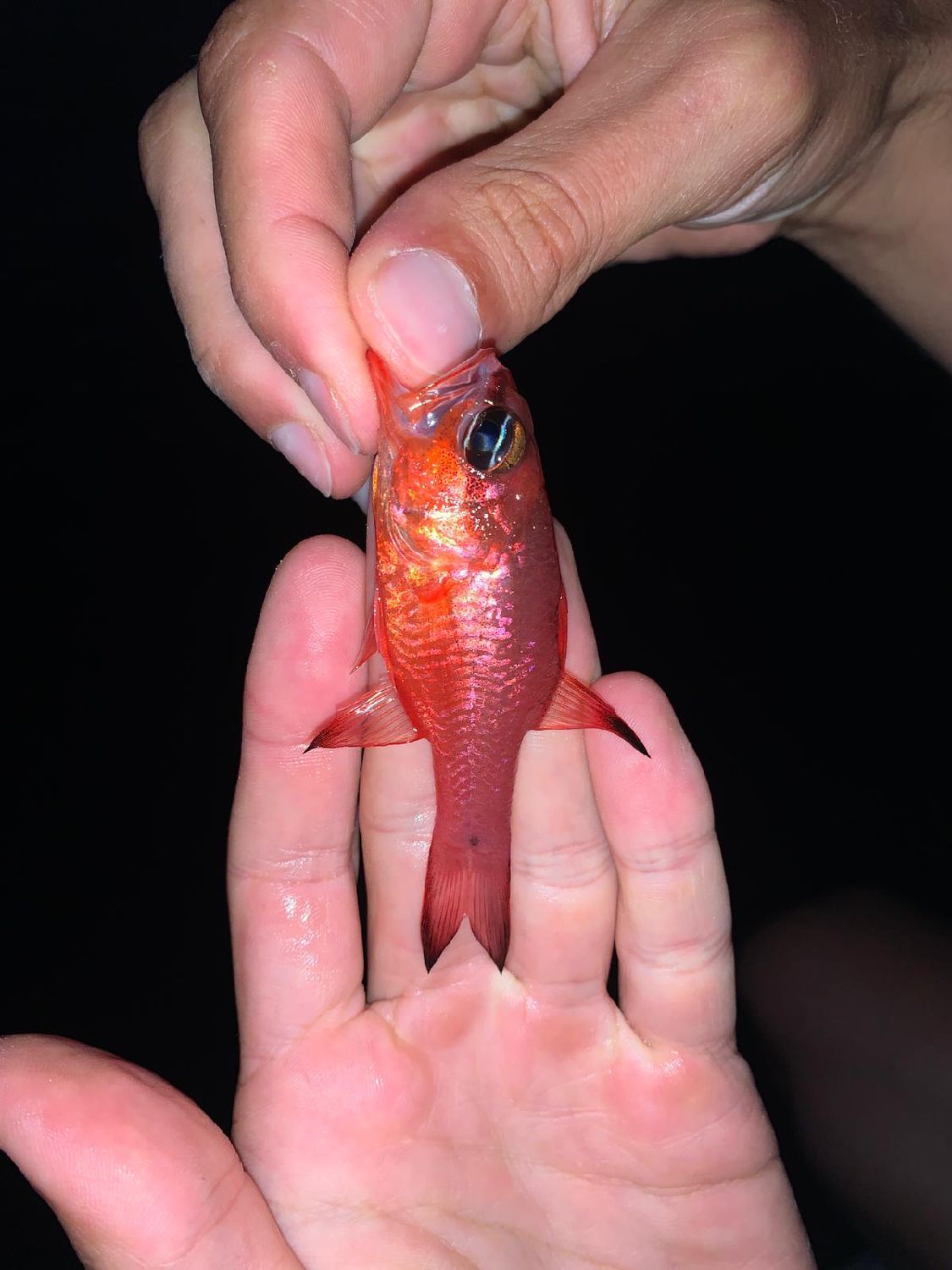 Last Cardinal Fish caught