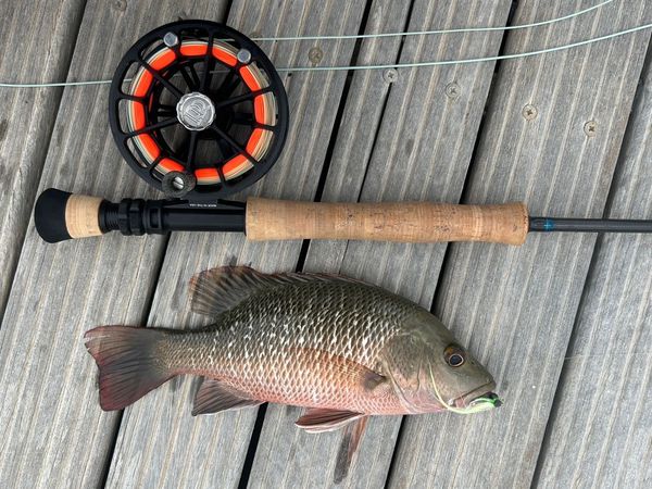 red snappers, mangrov jack, tamboshi fishing, best fishing rod and lure