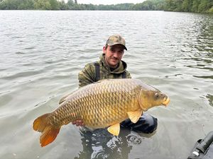Common Carp — Romain Bailly