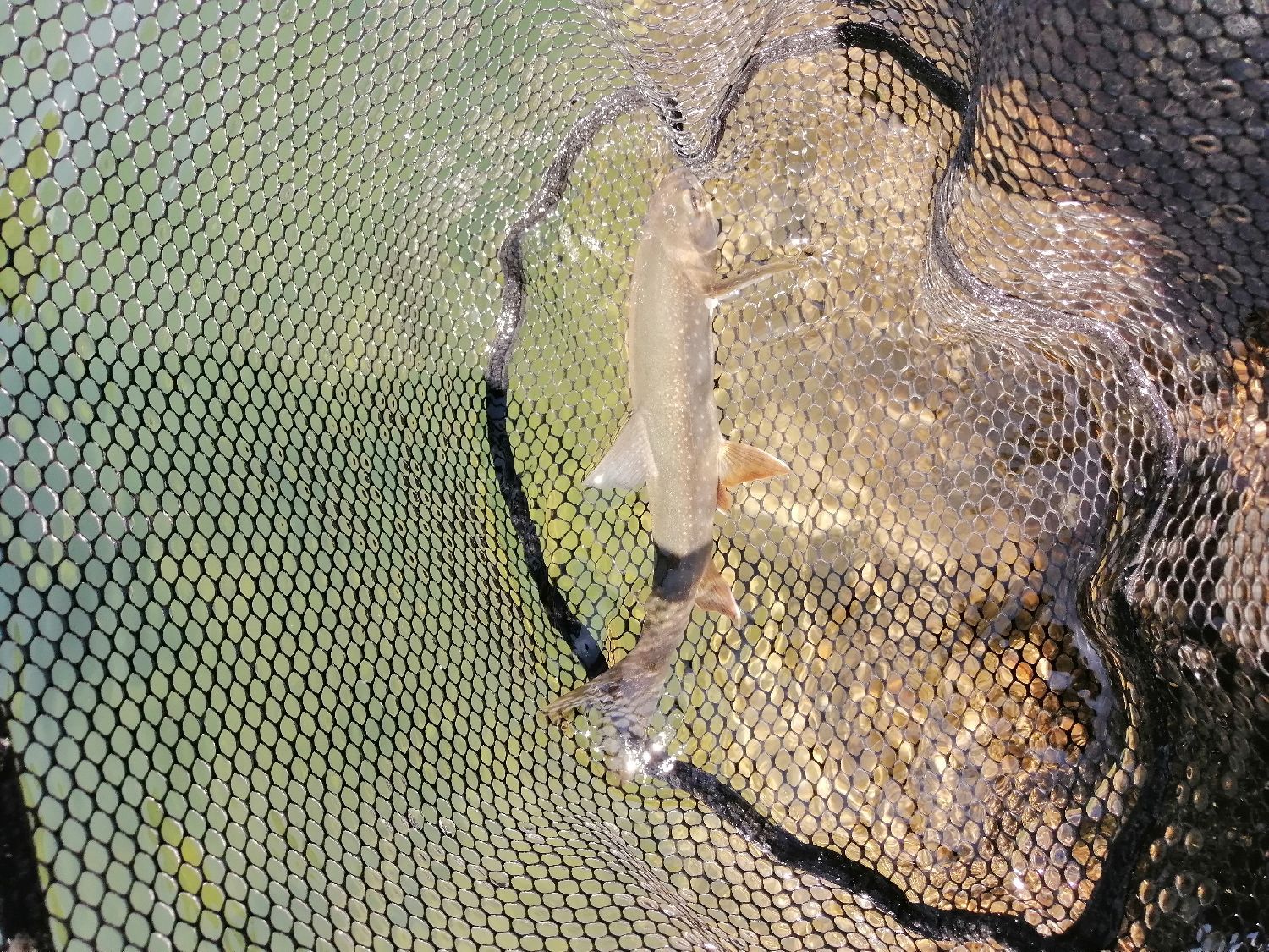 Last Arctic Char caught