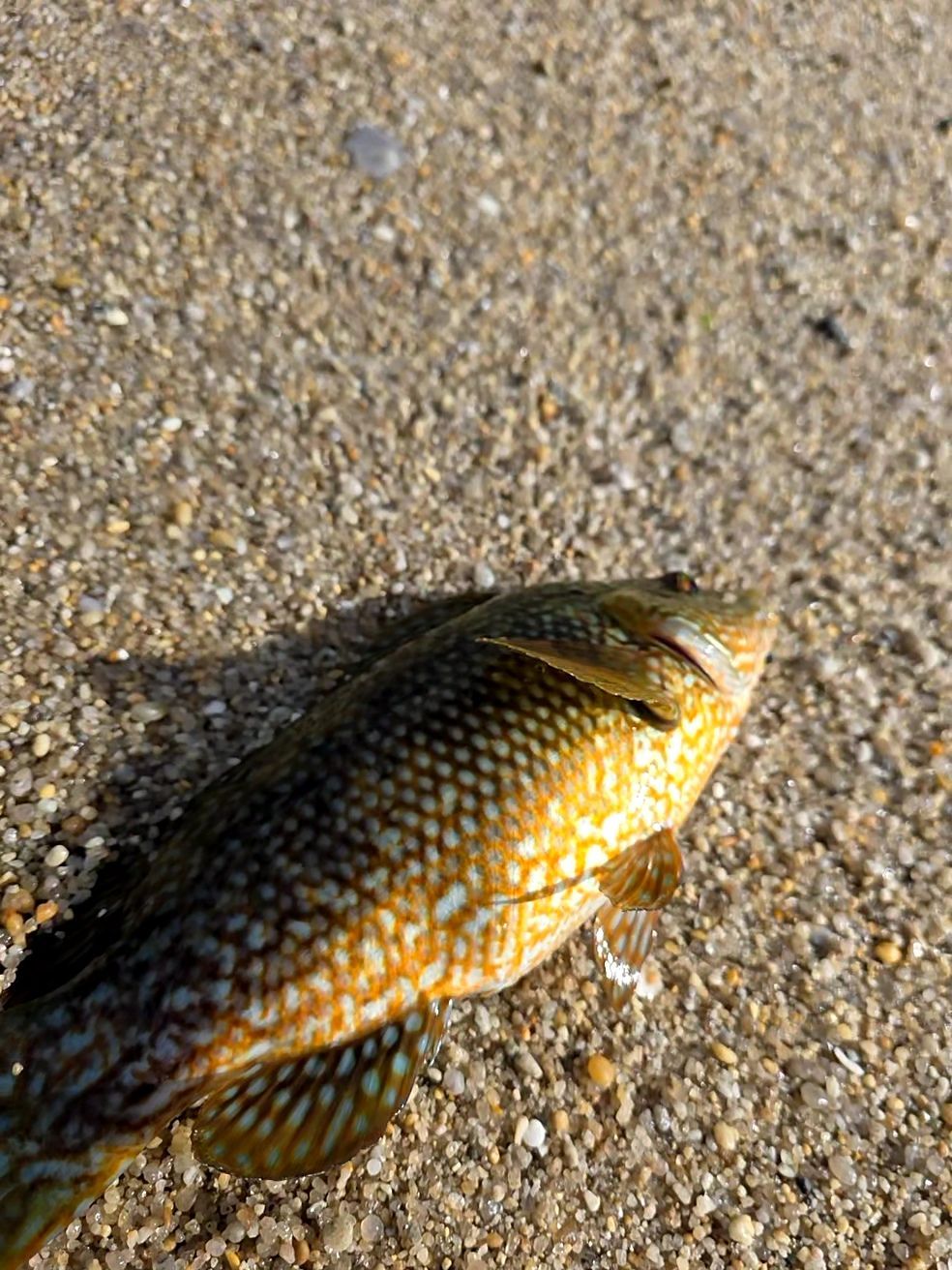 Last Cuckoo Wrasse caught