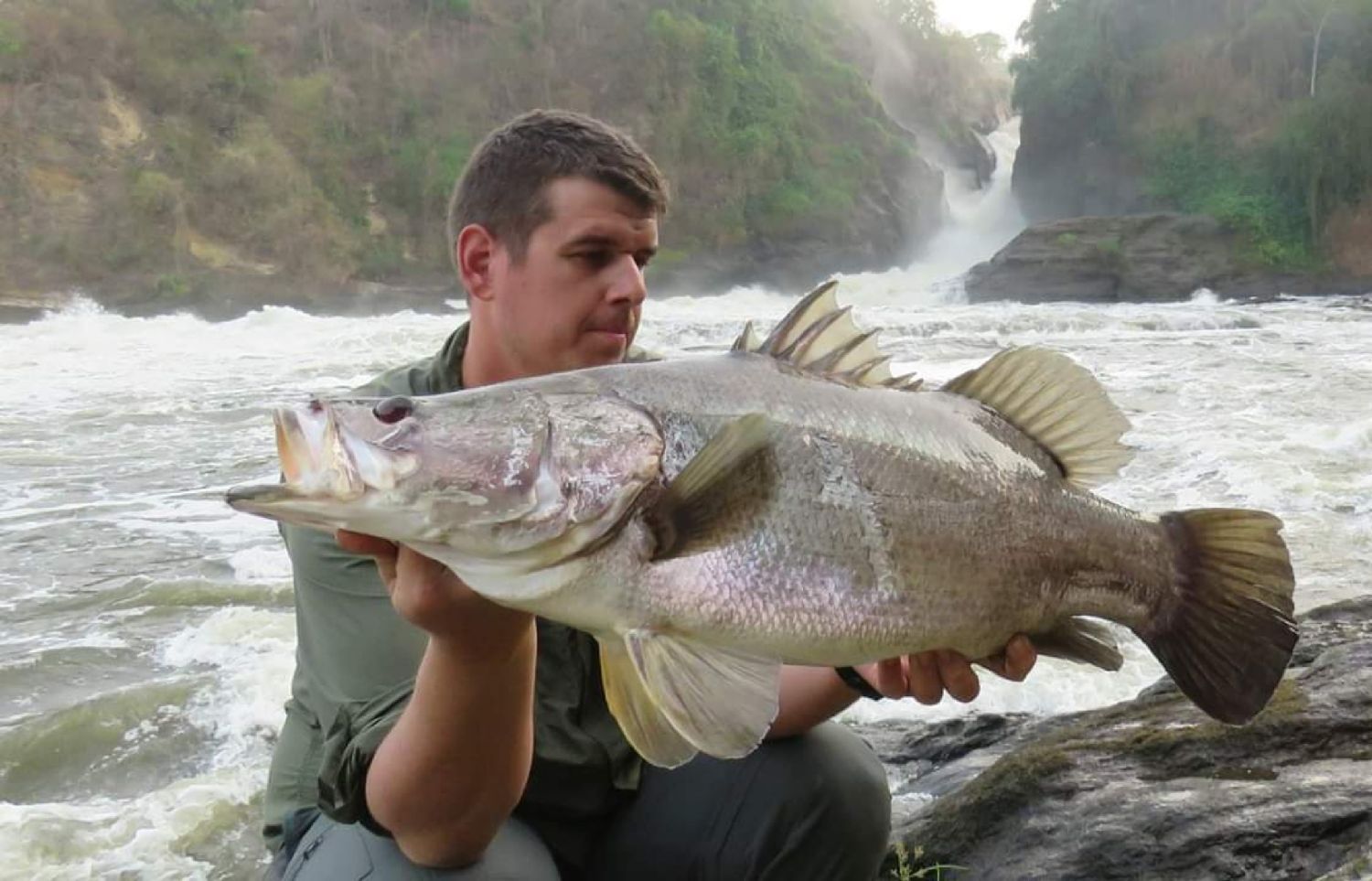 Last Nile Perch Caught Lates Niloticus Fishfriender