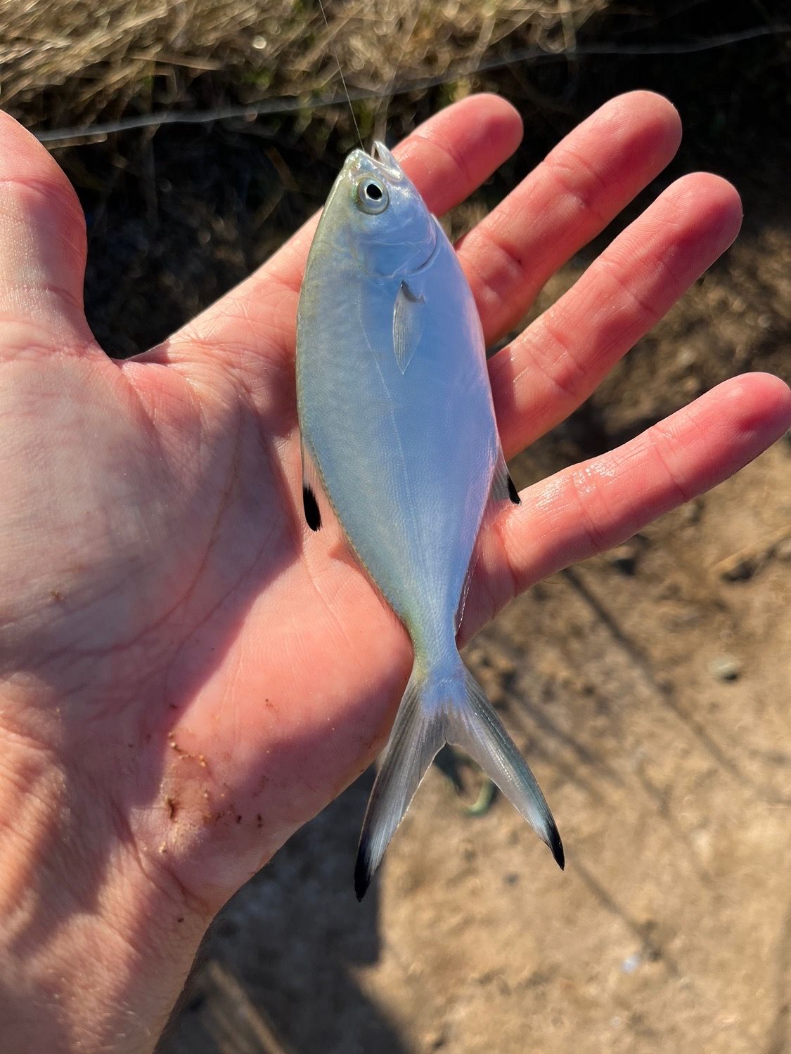 Best gear to fish Pompano, (Trachinotus Ovatus)