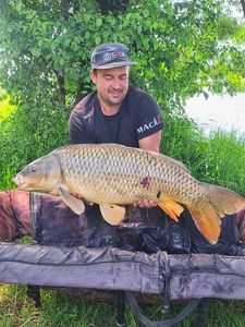 Common Carp — Ludovic Audet