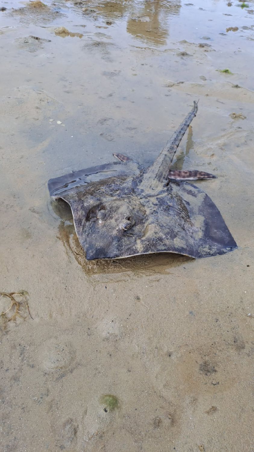 Last Spotted Ray caught