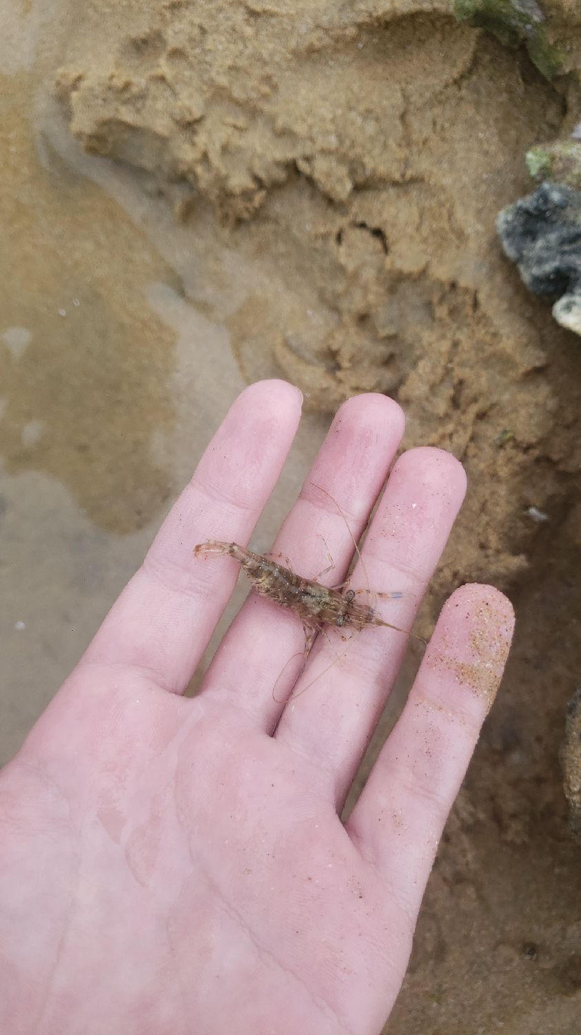 Last Brown Shrimp caught