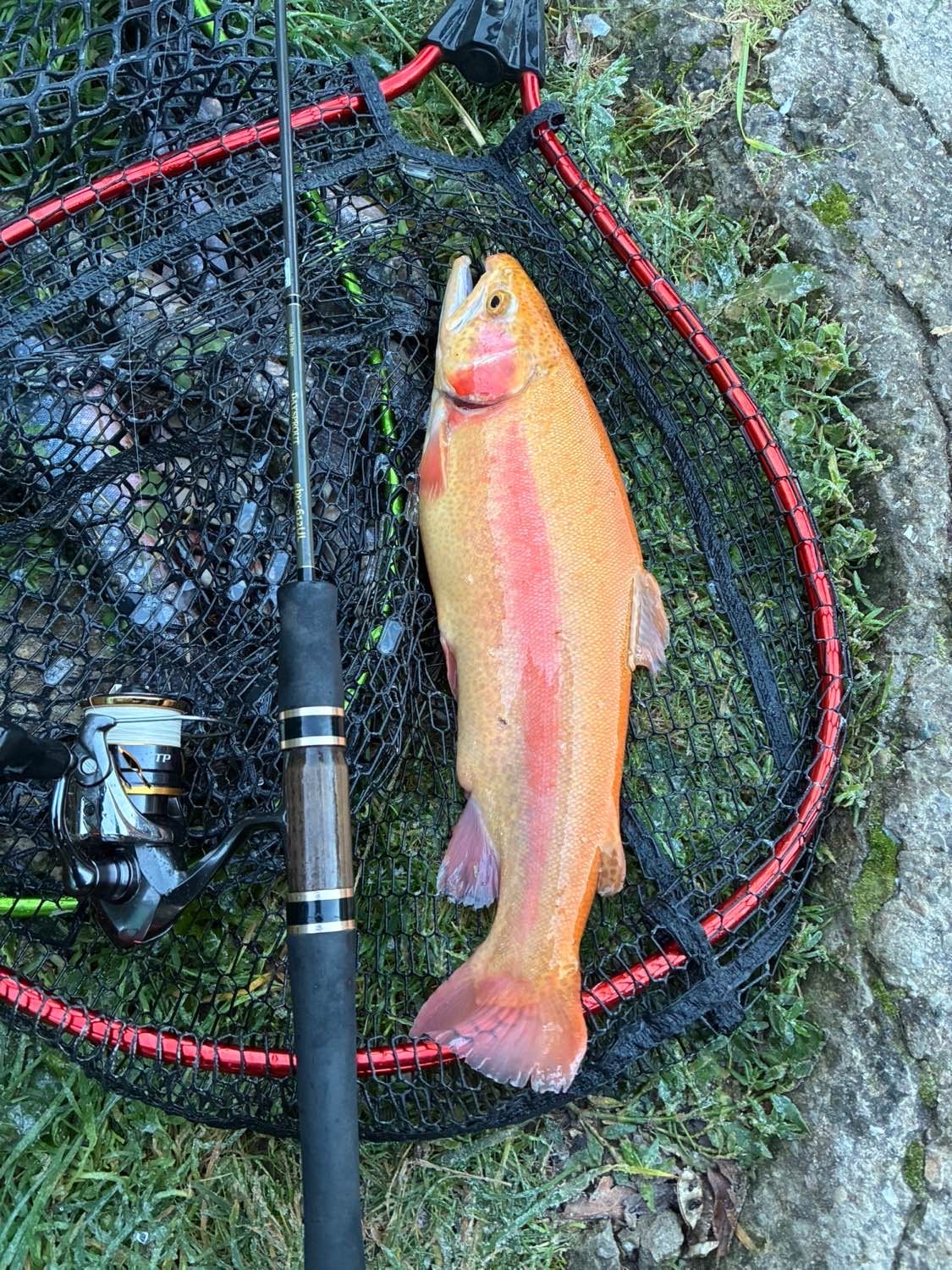 Species Card of Golden Trout