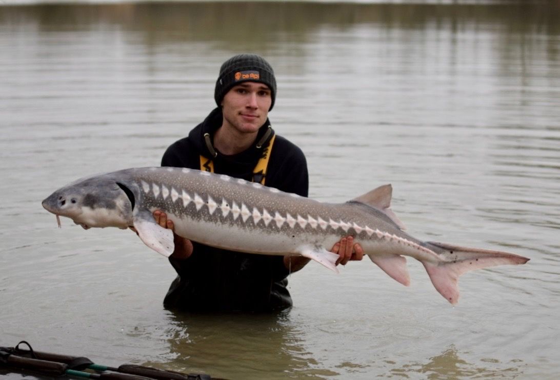 atlantic sturgeon