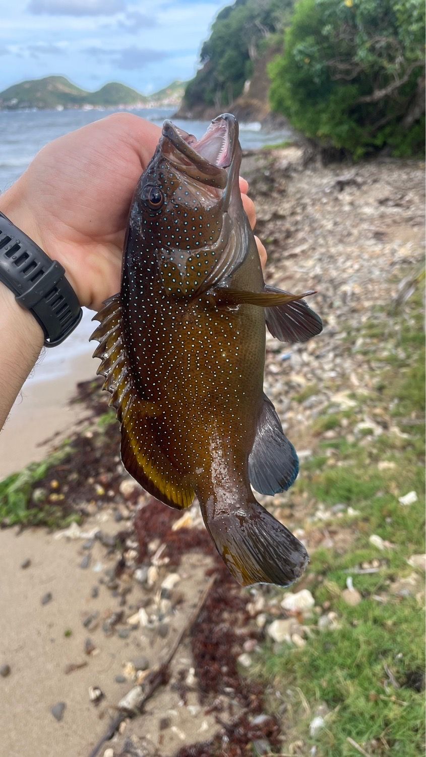 Last Brownspotted Grouper caught