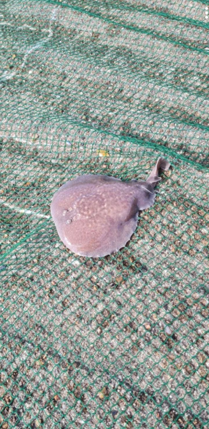 Last Marbled Electric Ray caught