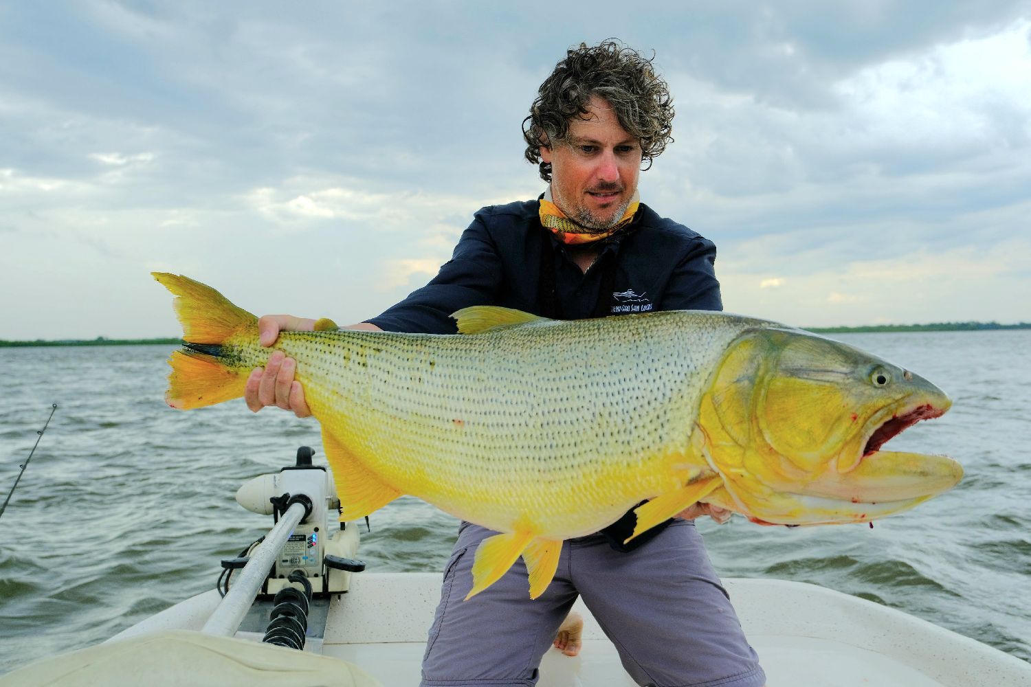 Species Card of Dorado